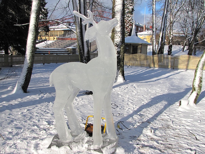 Nuori poro katselee t�hti�