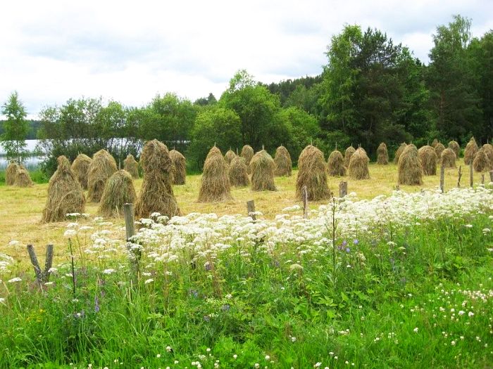 Hein&auml;t seip&auml;ill&auml;