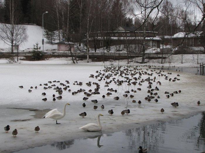 Sorsat ja joutsenet Kirkkolammen j&auml;&auml;ll&auml;